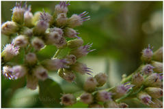 Pluchea tomentosa